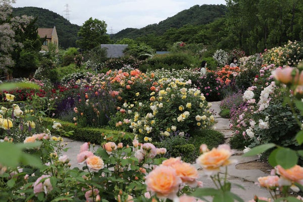 【福井県内発】 花と味覚の感謝祭 春のバラの競演 約1000株の「ローザンベリー多和田」英国式庭園と約3300株の「神戸町ばら公園」散策 日帰り1